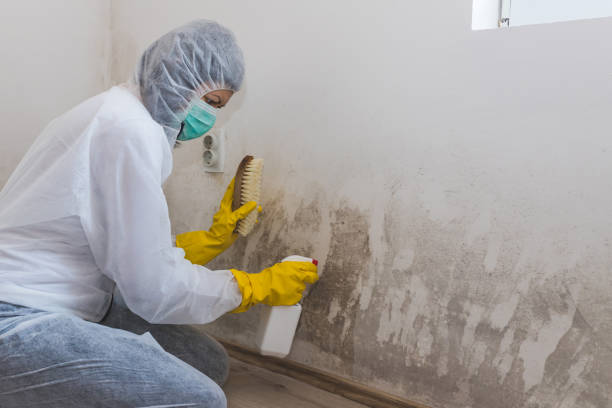 Best Attic Mold Remediation in Mount Oliver, PA