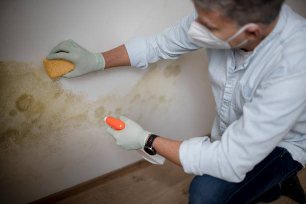 Best Commercial Mold Remediation in Mount Oliver, PA