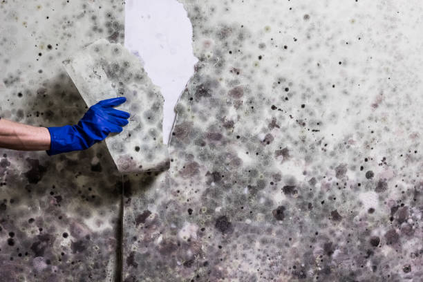 Best Kitchen Mold Remediation in Mount Oliver, PA